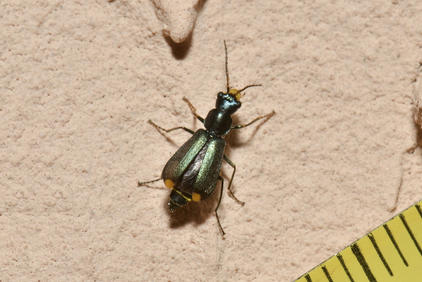 Malachiidae: Clanoptilus emarginatus, femmina